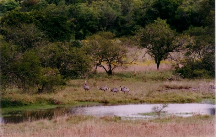 Foto Reserva Biológica do Ibirapuitã