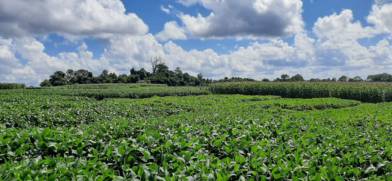 Tarde de Campo apresenta experimentos e pesquisas nas culturas da soja e do  arroz - IFFar