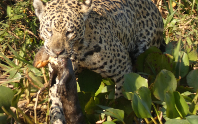 Sem nome 800 x 500 px 12