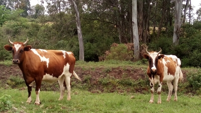 IFFar - Alegrete é presenteado com fêmeas bovinas de raça ainda pouco conhecida no Brasil 