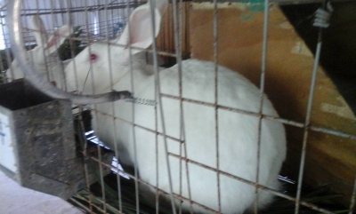 Setor de cunicultura do Campus possui coelhos para venda