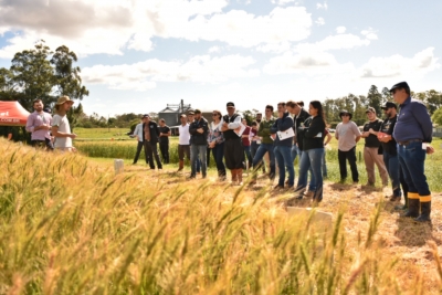 Tarde de Campo de Cultivos de Inverno apresenta pesquisas com trigo e azevém