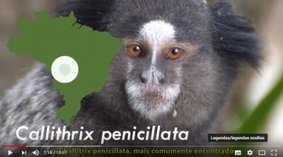 Alunas da Licenciatura em Ciências Biológicas produzem documentário sobre saguis 