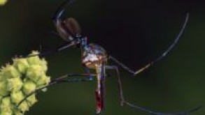 Professor do IFFar publica artigo na revista Ciência Hoje sobre mosquito que pode auxiliar no controle do Aedes aegypti Click to enlarge image 2.jpg