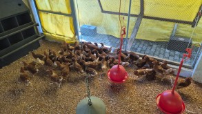 LEPEP de Avicultura do IFFar – Campus Júlio de Castilhos retoma atividades após três anos 01 - capa -lepep_aves_JC202603.jpeg